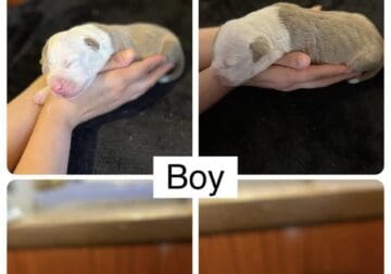 Xl American bully