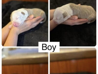 Xl American bully
