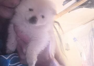 Female pomeranian puppy