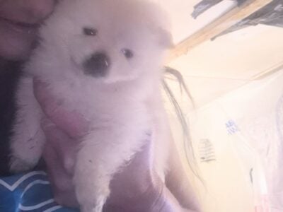 Female pomeranian puppy