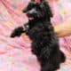 Pebbles Maltipoo/Toy Aussie mix, female