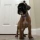 Euro Boxer Puppies AKC Registered