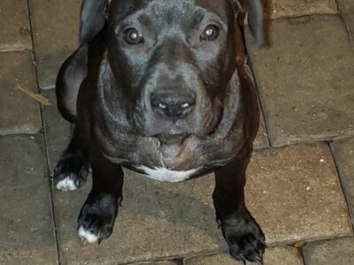 Catahoula Pit Mix Puppy