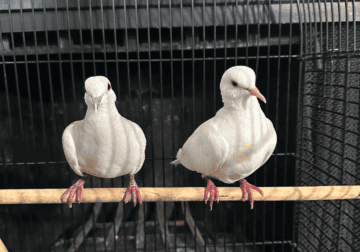 Doves