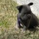 AKC French Bulldog Lilac & Tans & Merles