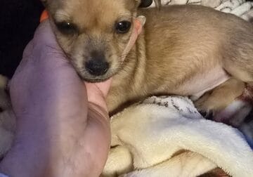 chiweenie puppies