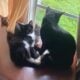 Family of Cats