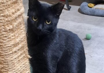 Beautiful Sleek Male Rescue Cat