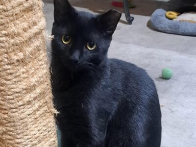 Beautiful Sleek Male Rescue Cat