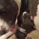 GHOST needs a new loving home