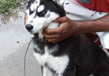 Syberian Husky Puppy