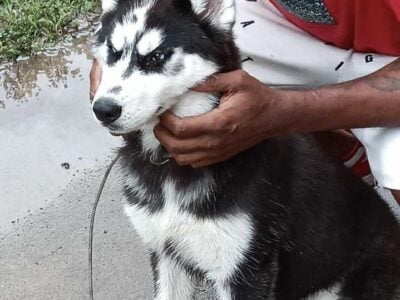 Syberian Husky Puppy