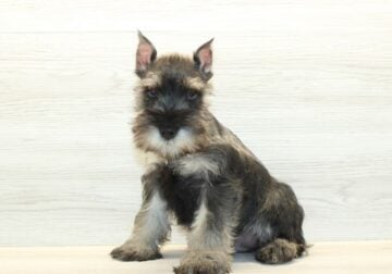Miniature Schnauzer Puppies For Sale