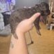 Mini Goldendoodles