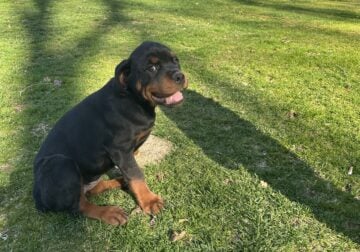 Female Rottweiler Puppy