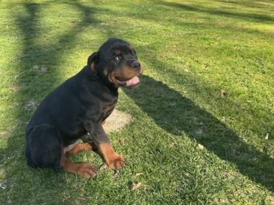 Female Rottweiler Puppy