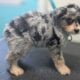 Miniature Aussiedoodles