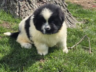 Akc registered Newfoundland puppy