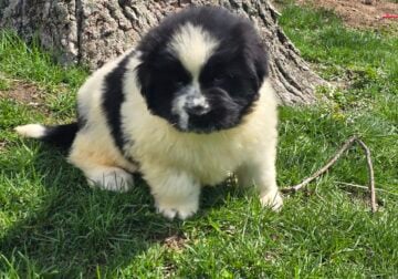 Akc registered Newfoundland puppy