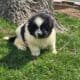 Akc registered Newfoundland puppy