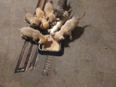 American Pitbull Terriers for rehoming fee