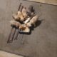 American Pitbull Terriers for rehoming fee