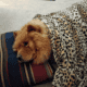 Rehoming 2 Year old Champion Blood 100% chow chow