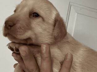 Labrador pups