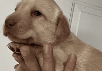 Labrador pups