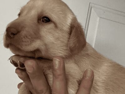 Labrador pups