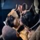 French Bulldog Puppies