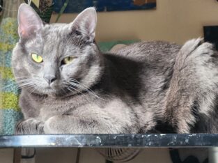 Rehomimg cats