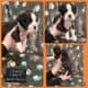 Euro Boxer Puppies AKC Registered
