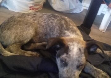 9weeks old male blue heeler puppy