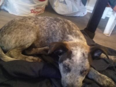9weeks old male blue heeler puppy