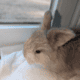 100% English Angora Rabbits