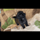 Shihpoo Puppy #4