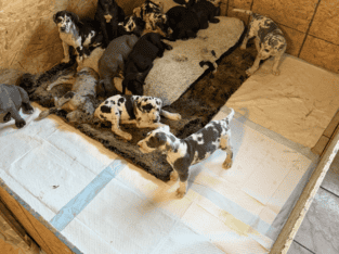 Great Dane puppies