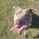 Staffy Brindle