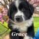 Australian Shepherd puppies