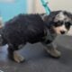 Miniature Aussiedoodles