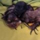 MERLE MORKIES AND YORKIES