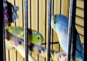 BONDED PROVEN BREEDER PAIR PARROLETS