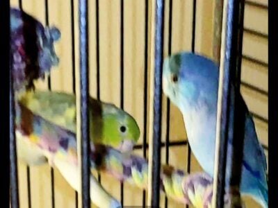 BONDED PROVEN BREEDER PAIR PARROLETS