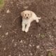 Maltipoo puppies