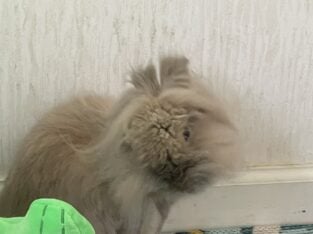 Free to Good Home – Bunnies Must Stay Together