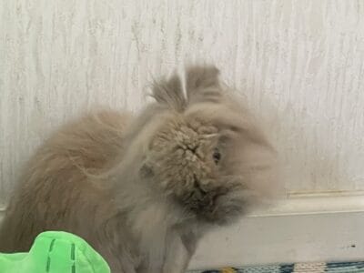 Free to Good Home – Bunnies Must Stay Together