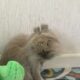 Free to Good Home – Bunnies Must Stay Together