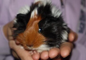 2 guinea pigs & cage