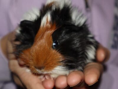 2 guinea pigs & cage